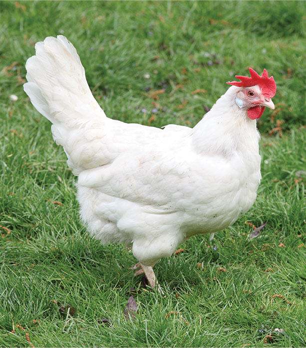 IFB Agro